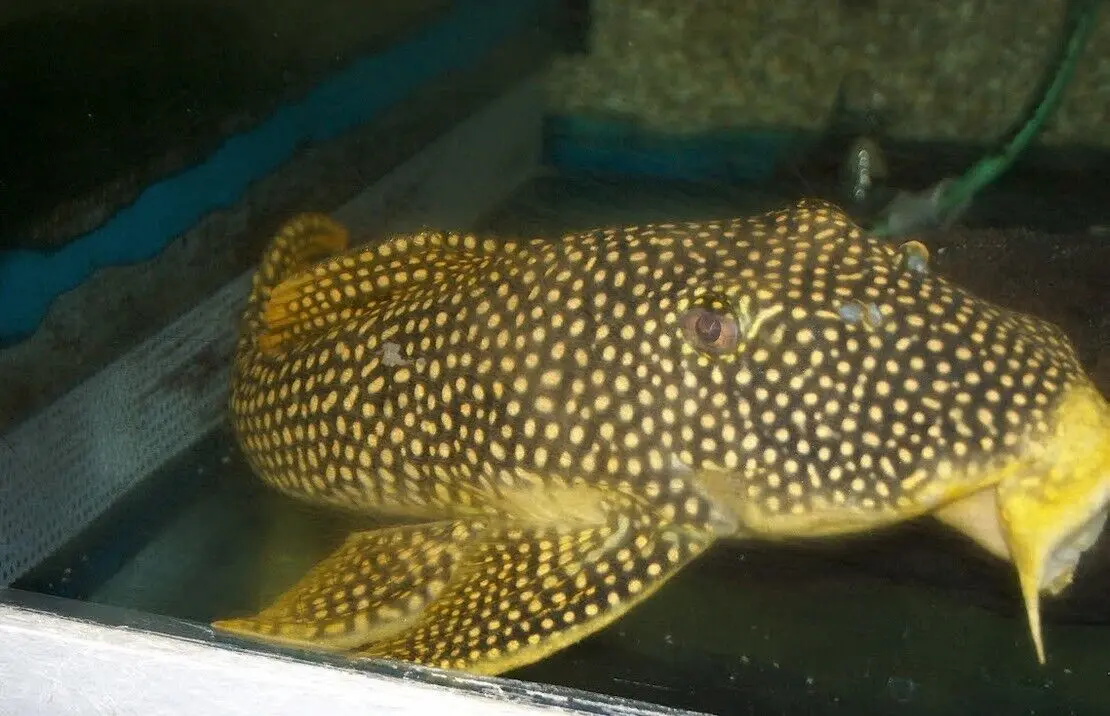 Goldy Pleco L14 Approx. 2" Live Fish Fast Ship Forget me not FAST SHIP