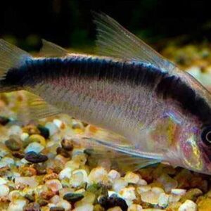 5 Corydora Arcuatus Large Skunk Cory bottom dweller school! Live Fish