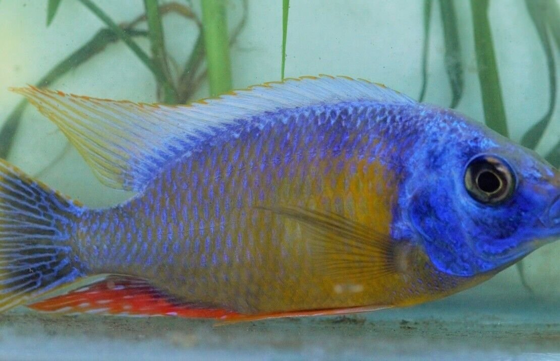 3 Taiwan Reef Cichlid 1.75" - Colorful Freshwater FAST SHIP