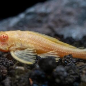 Albino Sailfin Pleco 2" - Live Fish Fast Shipping Great Plecostomus Addition