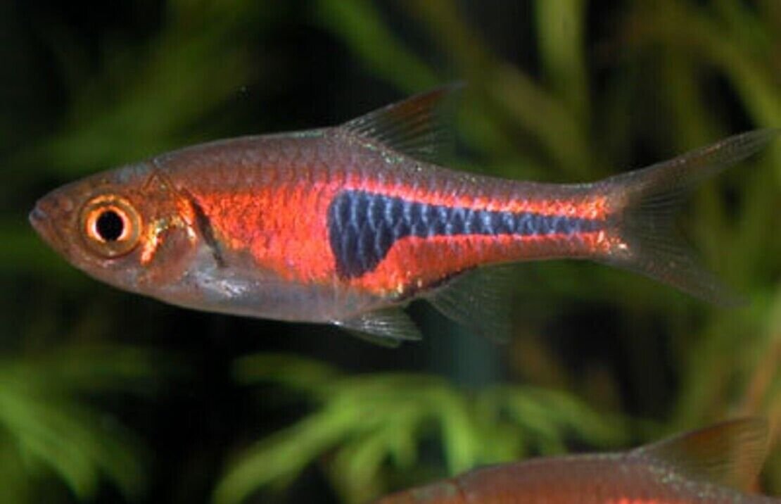 Espe's Rasbora (Espei) Vibrant Nano Tank Live Fish: Colorful FAST SHIP