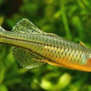 5 Spotted Blue Eye Rainbow Fish - A Colorful Marvel 🐟 Live Fish Freshwater
