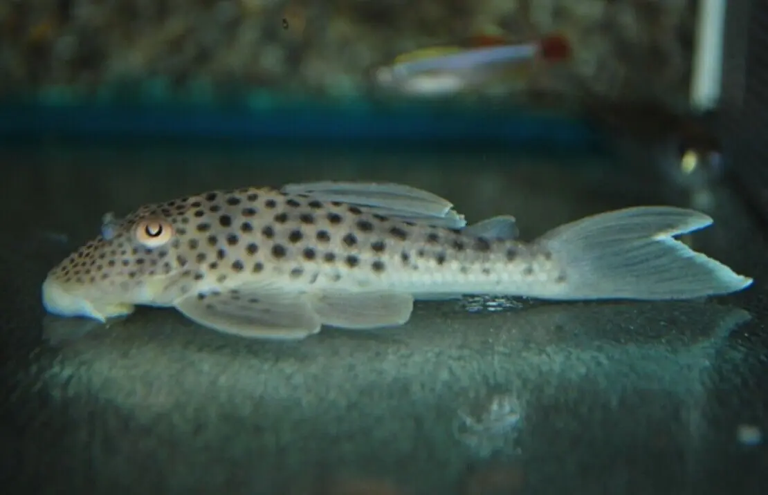 Blue White seam Ancistoma Approx. 3" Live Fish FAST SHIP Pleco