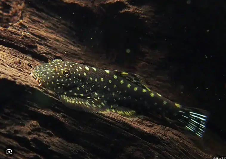 1x - Dazzling Blue Tail Hillstream Loach RARE Spotted Loach - OVERNIGHT SHIP