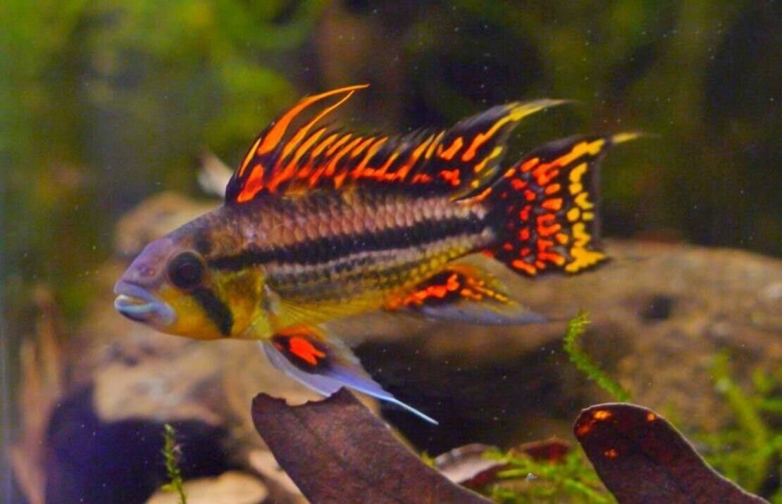 1 Pair Juvenile Apistogramma Cacatuoides Live Fish FAST SHIPPING