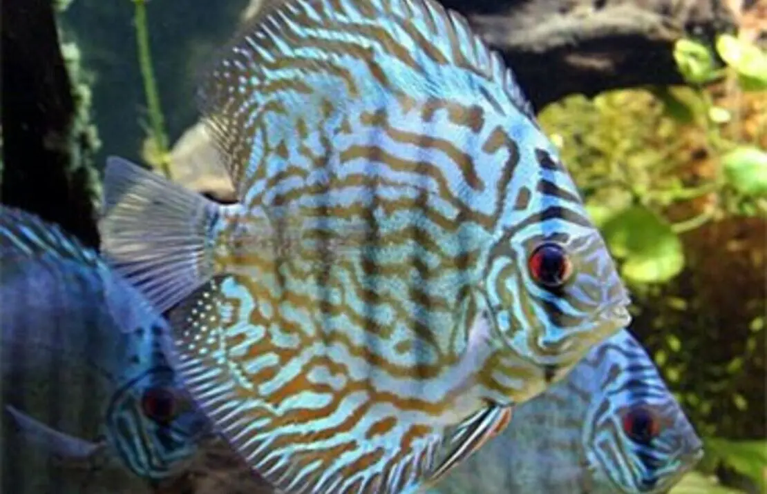 💎 Turquoise Blue Discus Fish 2.5" Healthy Live Angel Fish tropical aquarium