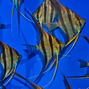 San Felipe Altum Angel Large Holy Grail of Angel Fish Live Fish Aquarium