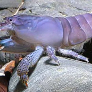 Blue African Viper Shrimp Atya Gabon Live Freshwater Fish Tropical fun Addition