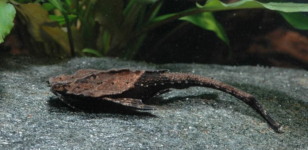 🐟12x Banjo Catfish Small Bunocephalus Coracoides 🐟 Live Freshwater Fish