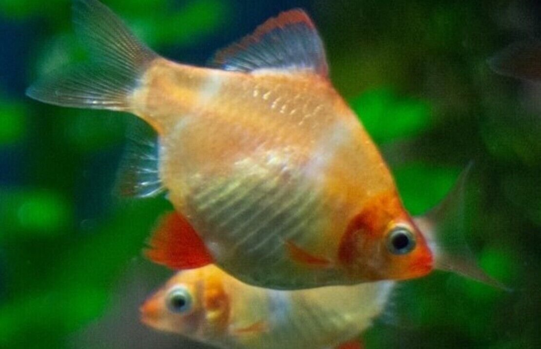 5 Golden Tiger Barb SMALL Live Aquarium Fish Community tank FAST SHIP