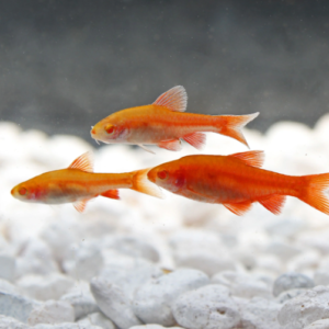 12 Albino Cherry Barbs - Peaceful Schooling Live Fish Fast Shipping