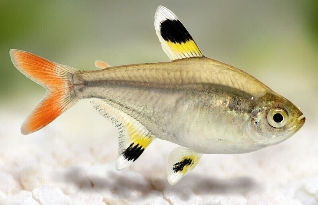 12X Pristella Tetras Lrg - Stunning Fish Freshwater Aquariums Live Fish Fast Ship