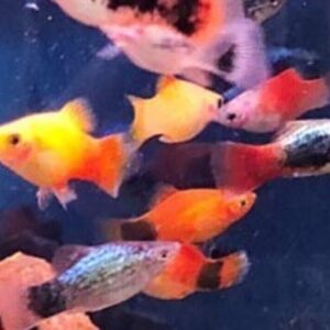 12-Pack Colorful Mixed Platy Live Fish: Vibrant Community Aquarium Species
