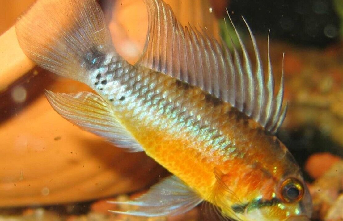 1 Pair Apistogramma Sunset Norberti Medium Live Tropical Aquarium Fish FAST SHIP