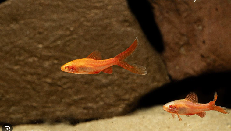 12 Longfin Albino Cherry Barbs - Peaceful Schooling Live Fish Fast Shipping