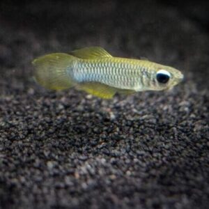 6 Pack of Norman's Blue Lampeye Killie beautiful Live Fish Freshwater Aquarium