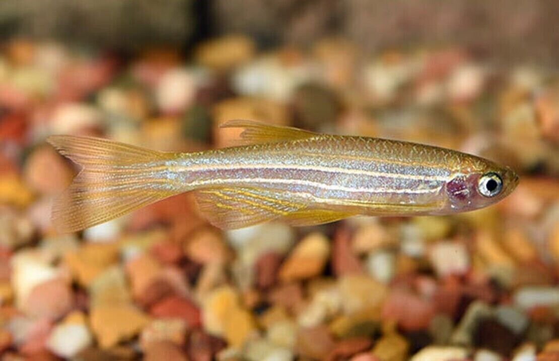 🐟12x Longfin Gold Zebra Danio Small - Elegance Unleashed! 🐟 FAST SHIP