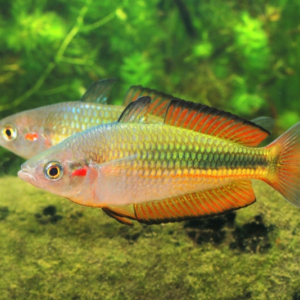 2 PACK M/L Crimson Spotted Rainbow Fish - live fish FAST SHIP