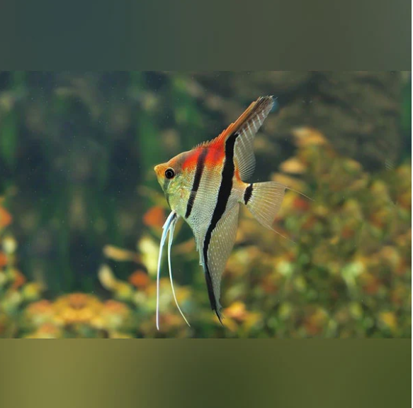 2 Manacapuru Red Back (Red Shoulder) Angel Fish Medium Body Healthy Live Fish