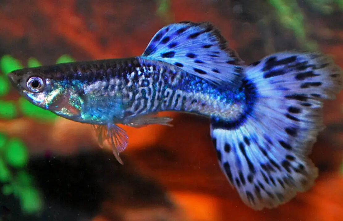 3 Blue Snakeskin Male Guppies -Stunning Colors Limited Stock Live Fish