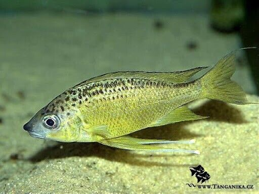 2 Tiger Chimba Nasuta Cichlid 1.5" Live Fish: Unique African Cichlid