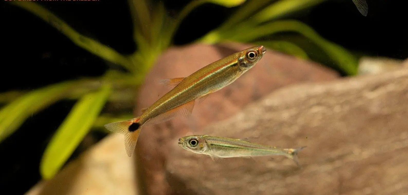 1x, 3x, 6x Green Line Lizard Tetra - RARE! OVERNIGHT SHIP 🐠 Live Fish WOW!