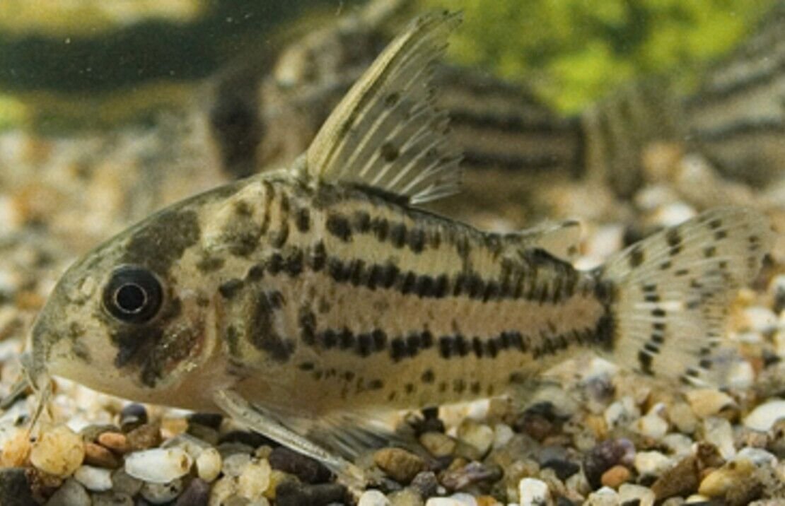 Corydora Schwartzi Schwartz's Elegance in Miniature Form Fast Ship Live Fish