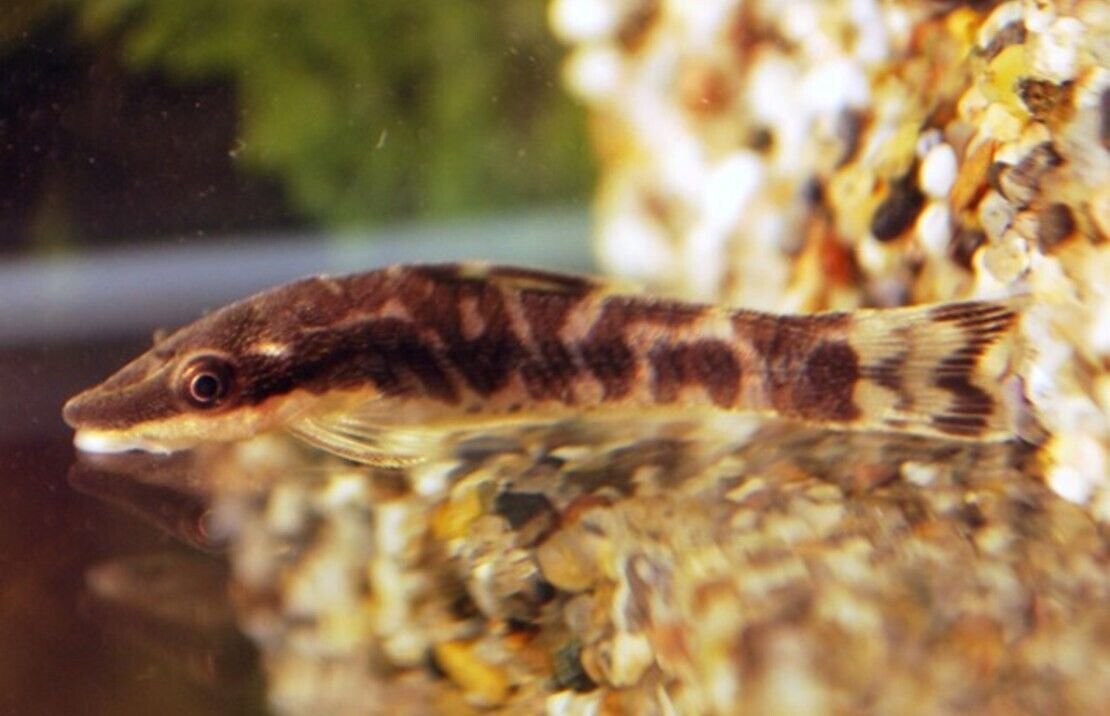 🐟2x Otocinclus Zebra Catfish - Nature's Clean-Up Crew! 🐟 Live Freshwater Fish