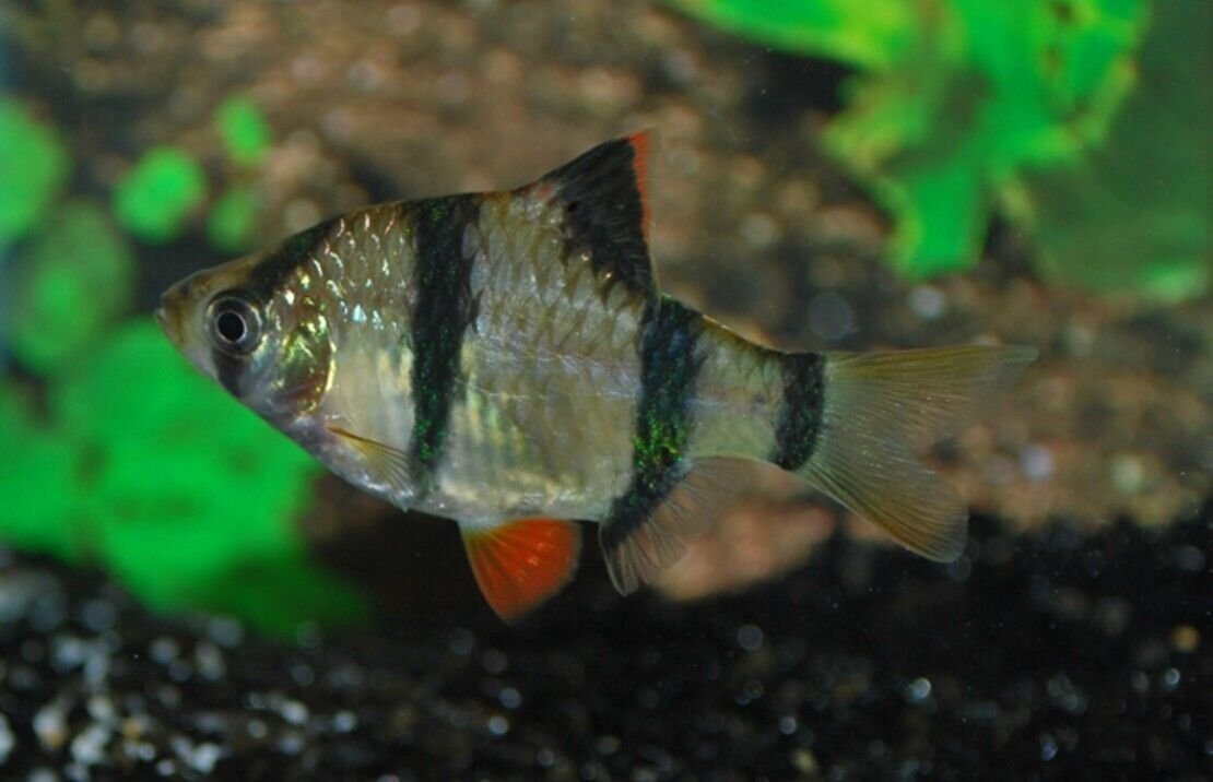 Small Tiger Barbs Live Aquarium Fish Community tank