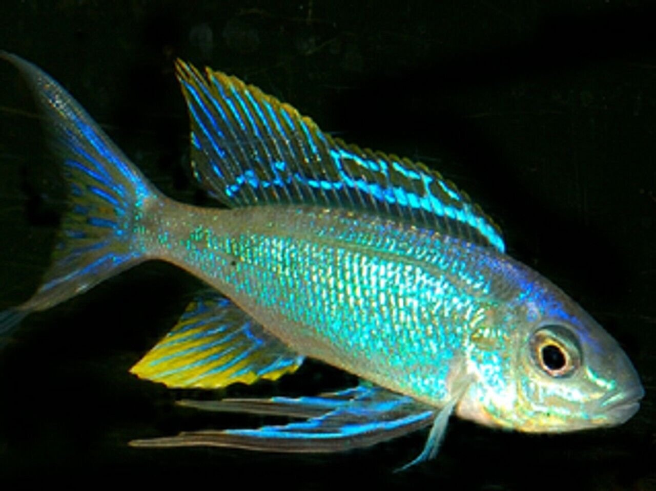 2 Electric Feather Fin Ruziba 1.5" Live Fish: Unique African Cichlid Collectible