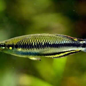4 PACK M/L Madagascar Rainbow Fish - live fish Bedotia Geayi FAST SHIP