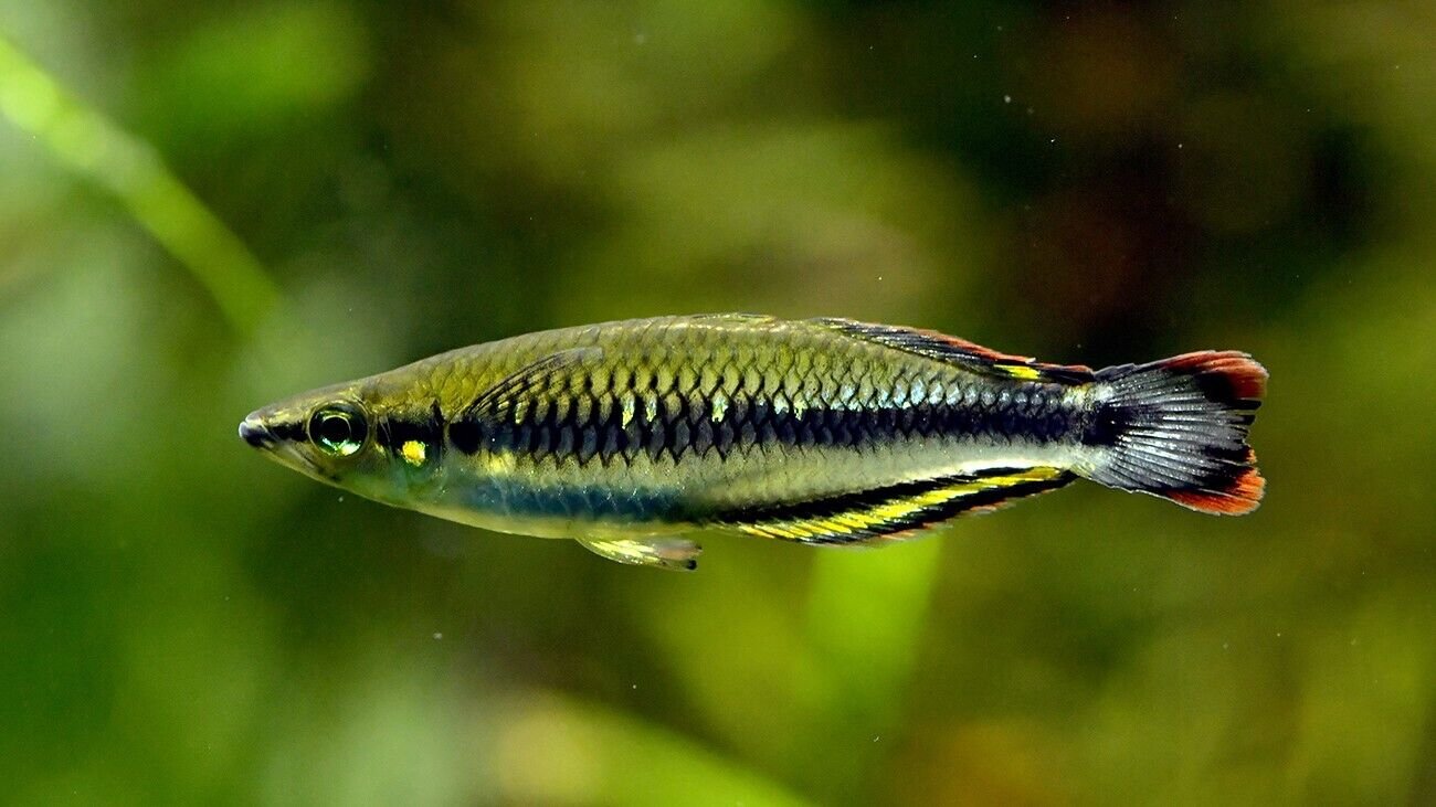 4 PACK Med Madagascar Rainbow Fish - live fish Bedotia Geayi
