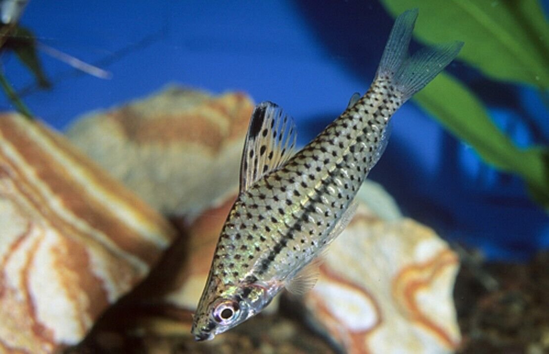 3x Spotted Headstander Chilodus punctatus Peru Great addition Live Fish