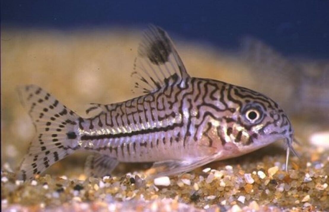 6 Corydoras Julii Large - Beautiful Cory Catfish Live Fish Awesome Lively