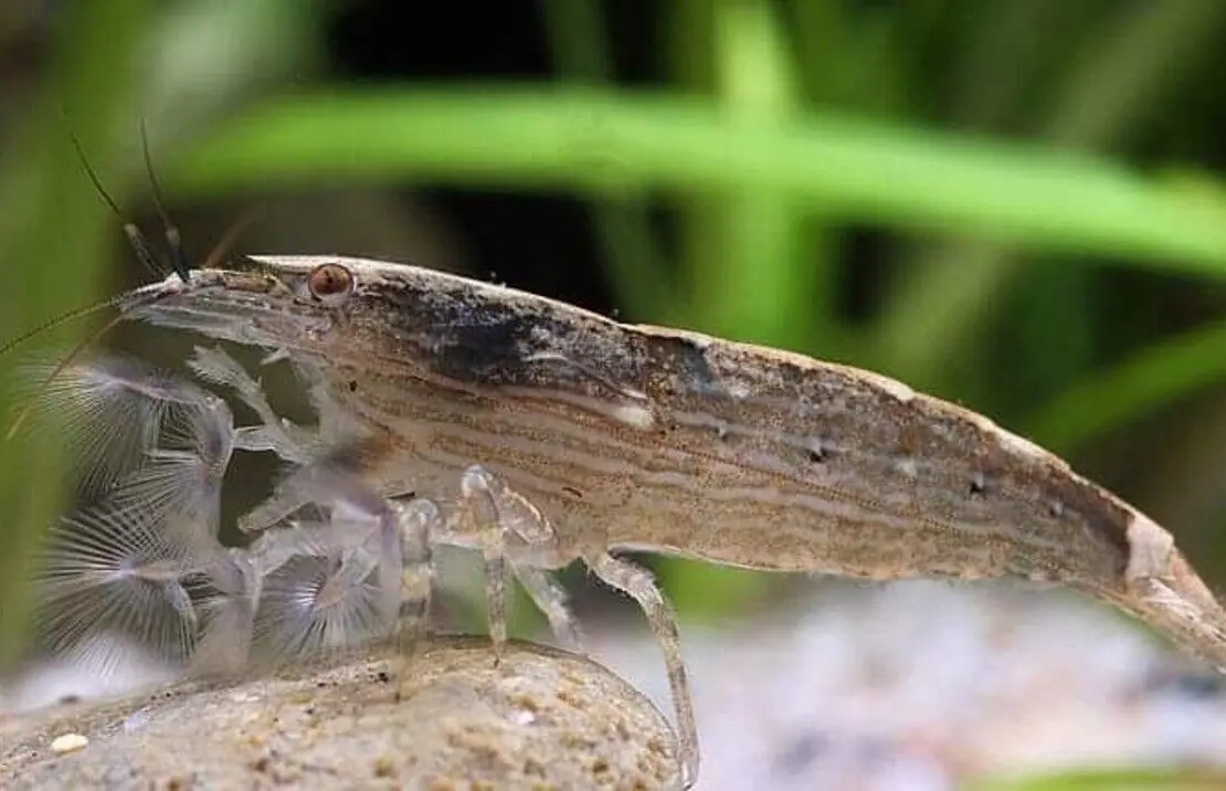 2 Mountain Rock Shrimp Large Neocardinia Live Freshwater Fish fun Addition