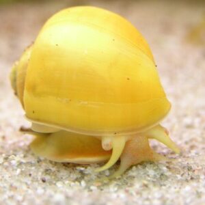 3 Gold Mystery Snails (3-Pack Small) Live Freshwater Algae Eaters Tank Cleaners
