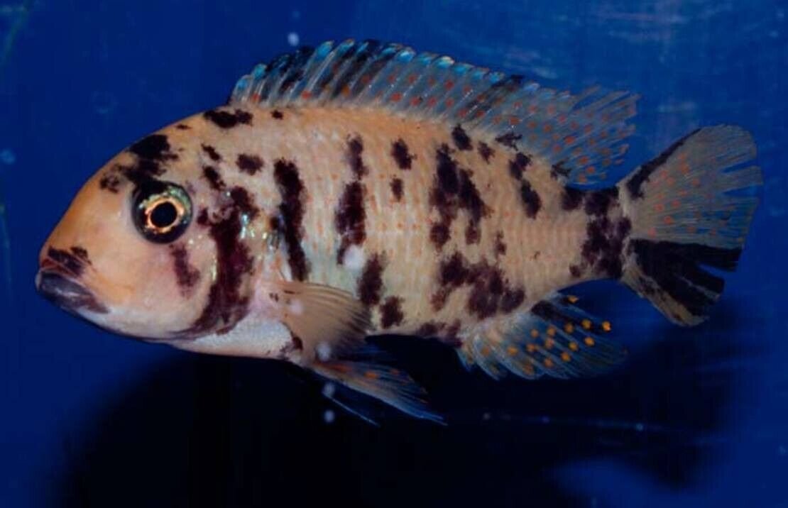 O/B Zebra Cichlid 4" - Colorful Freshwater Live Fish Healthy Active FAST