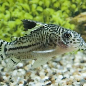 6 Corydoras Julii XL Colombia - Beautiful Cory Catfish Live Fish Awesome
