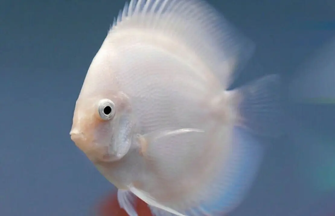 ❄️ Snow White Discus Fish 2.5" Healthy Live Angel Fish tropical aquarium
