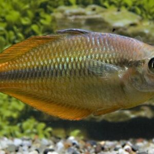 2 PACK M/L Yellow Rainbow - Rainbowfish live Fish FAST SHIP