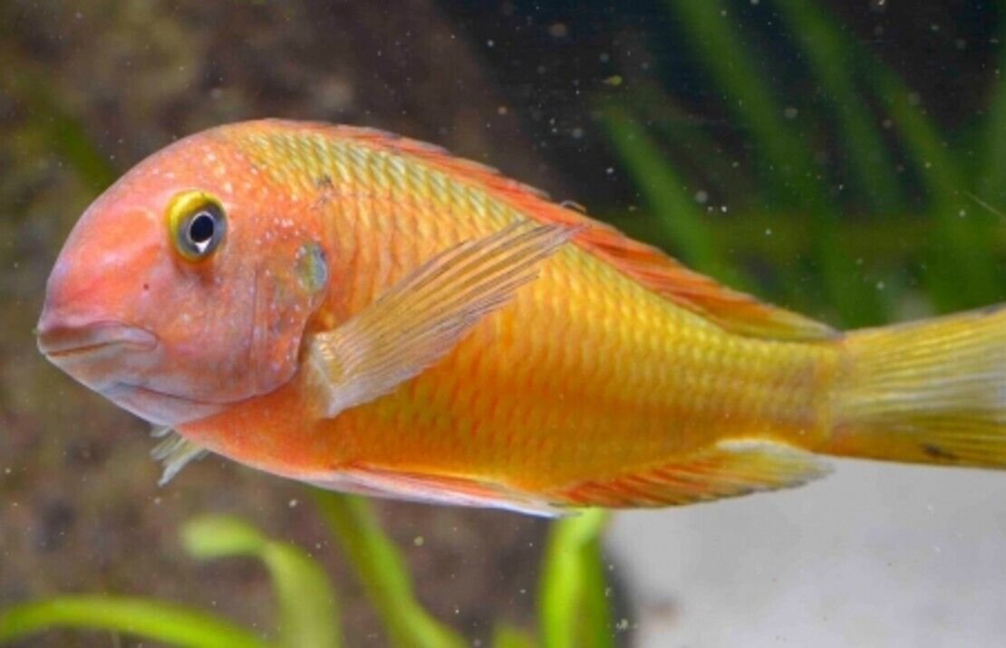 5 Mixed Tropheus 1" - 1.5" Stunning Live Fish: Unique African Cichlid FAST