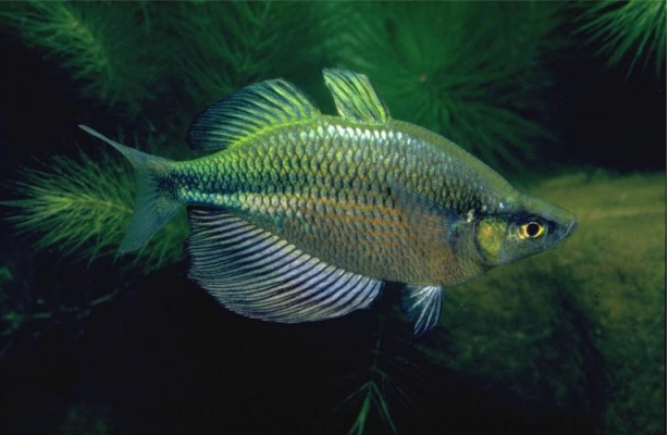 2 PACK M/L Emerald Rainbow Fish - Melanotaenia Wannamensis live FAST SHIP