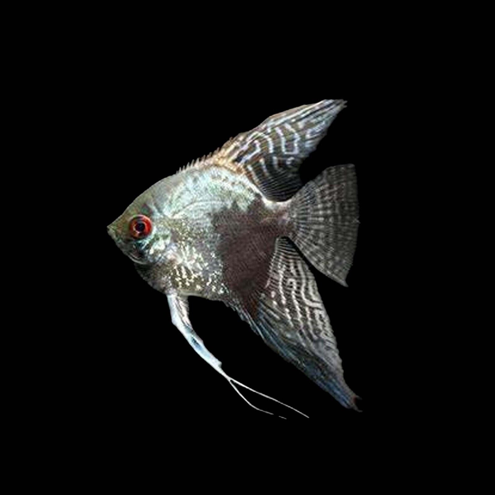 3 Pack Smokey Blue Angel Quarter+ Body Healthy Live Angel Fish tropical aquarium