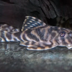 Pleco Xingu Vittata L15 Approx. 2.5" Live Fish Fast Ship Forget me not FAST