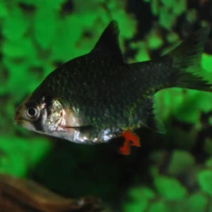 Small Green Tiger Barb Active Healthy Fish Mixed Genders