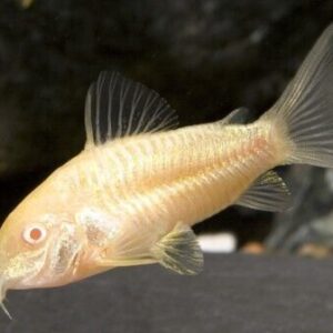 3x M-L Albino Corydora Sterbai Elegance in Every Movement! 🌿 Stunning Live Fish