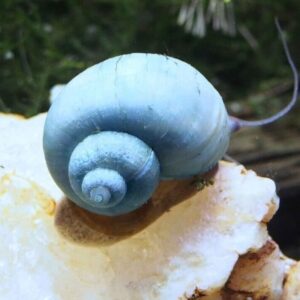 3 Blue Mystery Snails (3-Pack Med) Live Freshwater Algae Eaters Tank Cleaners