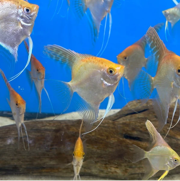 3x Gold Angelfish Small Unbeatable Pricing and Healthy Live Fish Small Size