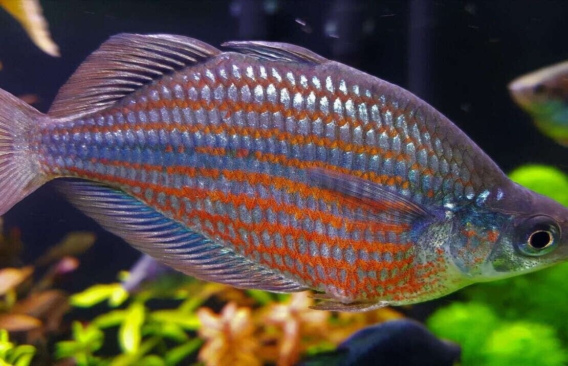 2 PACK M/L Doriyti Rainbow Fish - Glossolepis Doryti live Fish FAST SHIP
