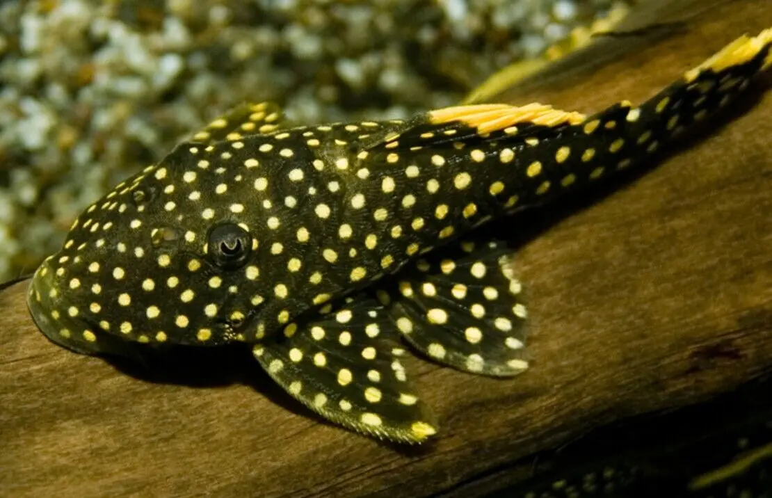 L18 Golden Nugget Pleco MED Wild Caught Live Fish Healthy Plecos Stunner